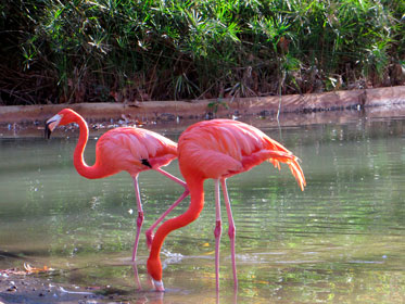 Flamingot Barcelonan eläintarhassa