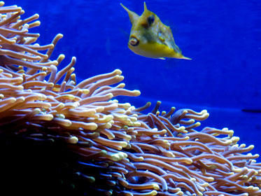 Tyly kala Barcelonan Aquariumis